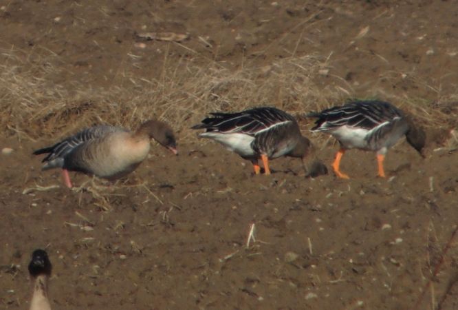 gęś krótkodzioba  - Grzegorz Grygoruk
