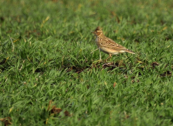 Feldlerche  - Hanna Pomorska