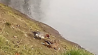 świstun  - Krystyna Nitzschke