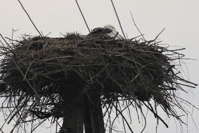 Weissstorch  - Tymoteusz Mazurkiewicz
