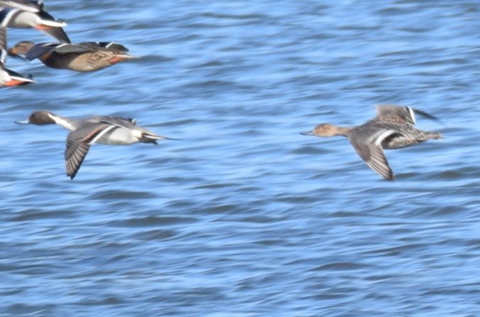 Canard pilet  - Marek Trymerski