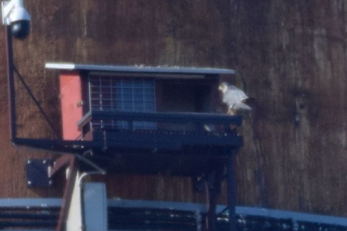 Peregrine Falcon  - Marek Trymerski