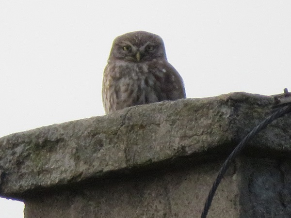 Steinkauz  - Dariusz Piechota