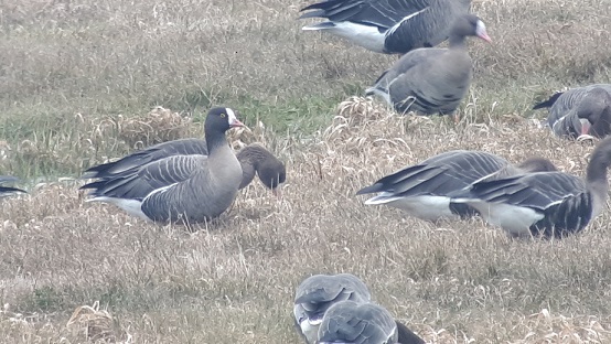 gęś mała  - Krzysztof Kajzer