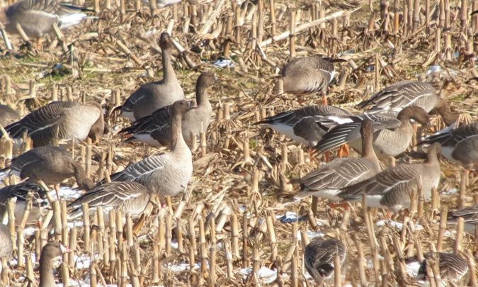 gęś krótkodzioba  - Krzysztof Jankowski