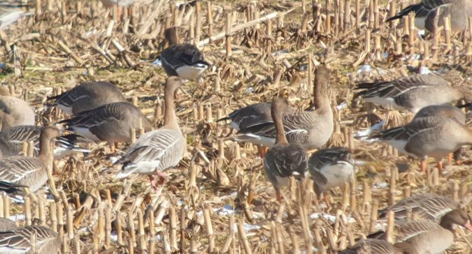 Oie à bec court  - Krzysztof Jankowski