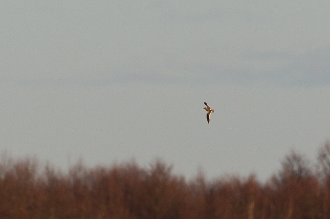 Chevalier gambette  - Marcin Charymski