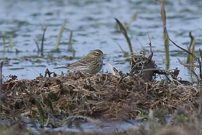 Wiesenpieper  - Stanisław Turowski