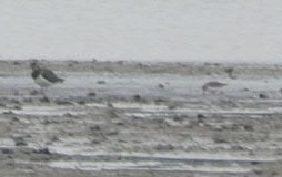 Alpenstrandläufer  - Tomasz Gogołek