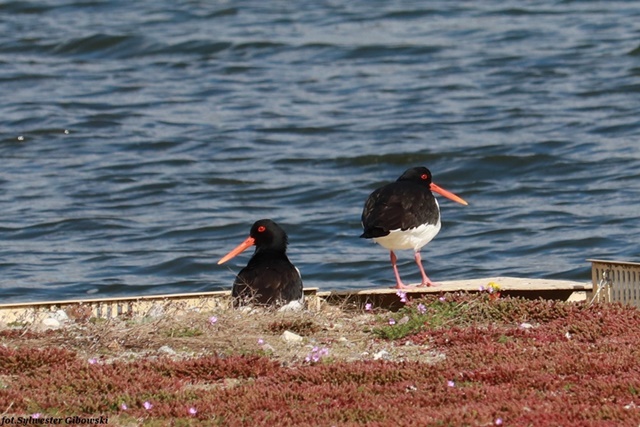 ostrygojad  - Sylwester Gibowski