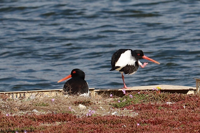 Huîtrier pie  - Sylwester Gibowski