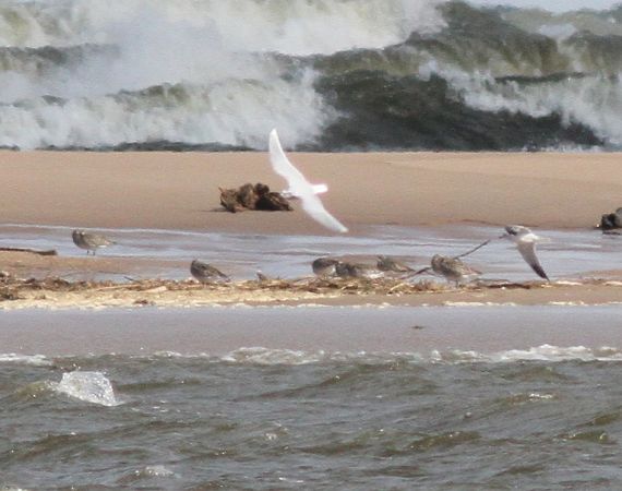 Zwergmöwe  - Andrzej Szuksztul