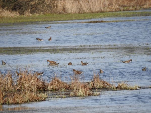Kampfläufer  - Magdalena Traciłowska