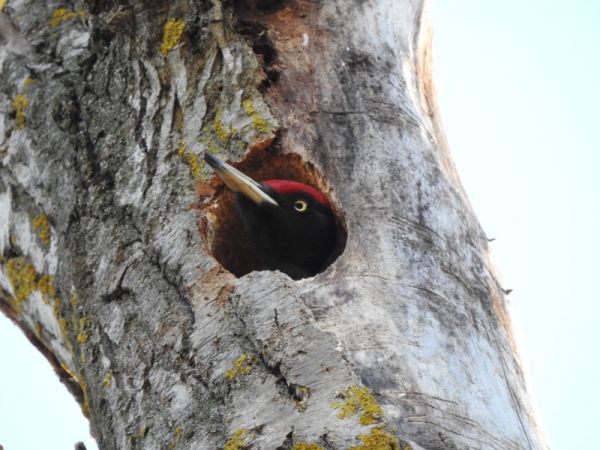 dzięcioł czarny  - Magdalena Traciłowska