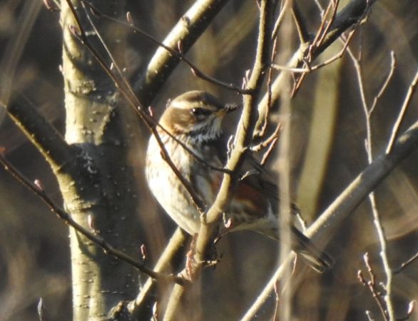 Rotdrossel  - Magdalena Traciłowska
