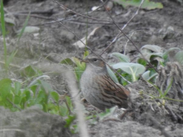 Heckenbraunelle  - Magdalena Traciłowska