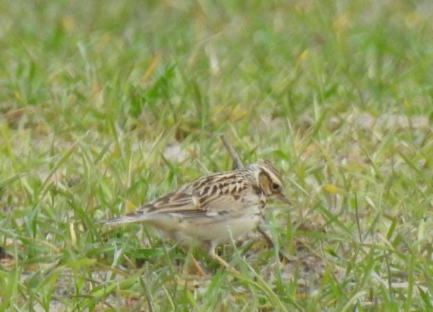 Alouette lulu  - Robert Wakulski