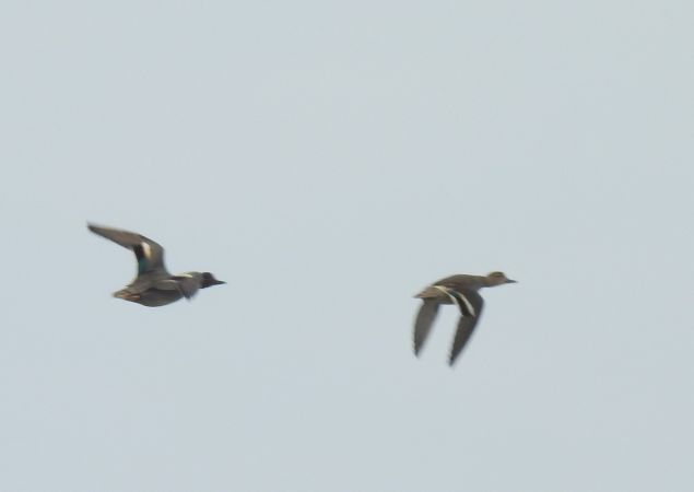 Krickente  - Robert Wakulski