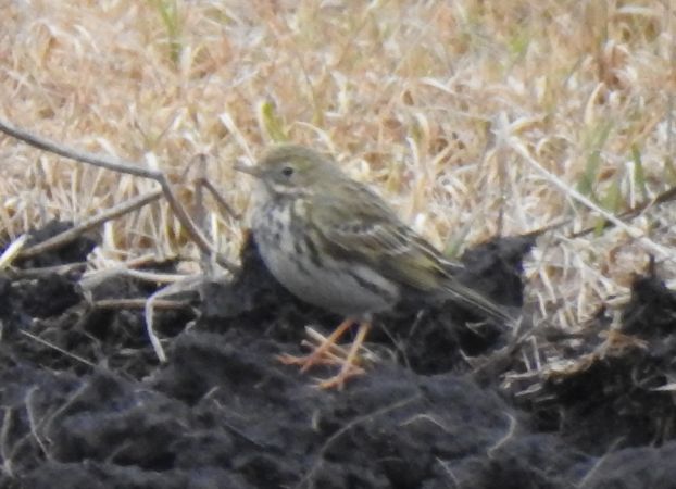Wiesenpieper  - Robert Wakulski