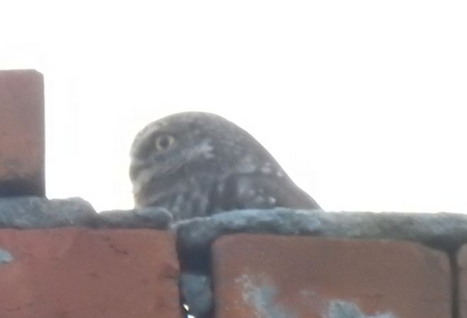 Steinkauz  - Robert Wakulski