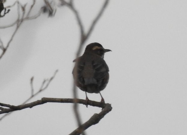 droździk  - Robert Wakulski