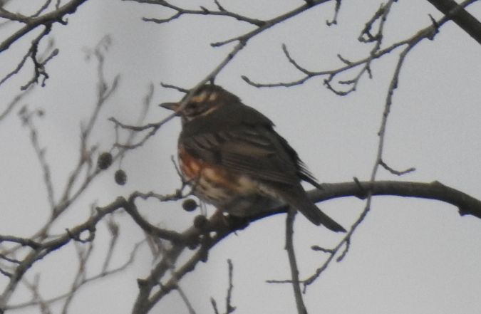 Redwing  - Robert Wakulski