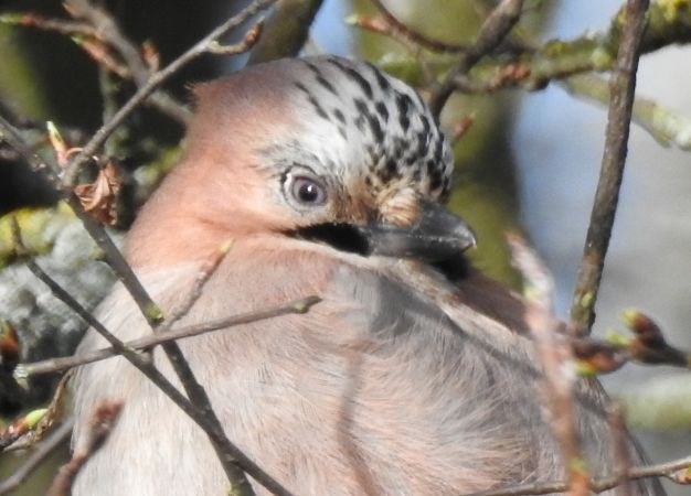 sójka  - Robert Wakulski