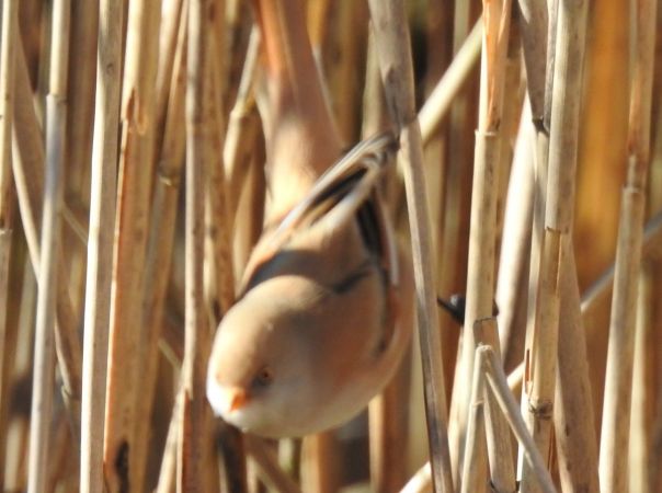 Bartmeise  - Robert Wakulski