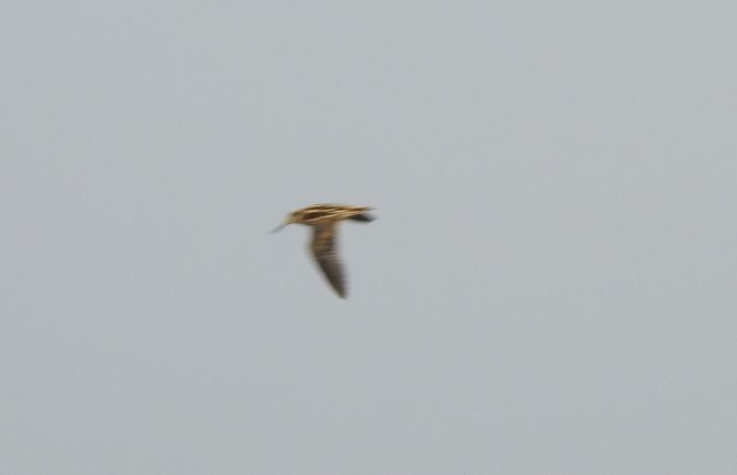 Jack Snipe  - Robert Wakulski