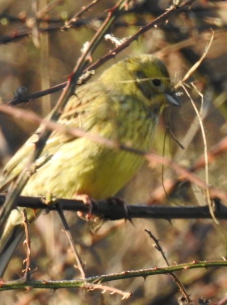 Goldammer  - Robert Wakulski