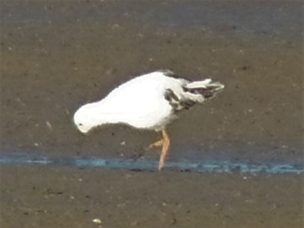 Kampfläufer  - Jarosław Stalenga