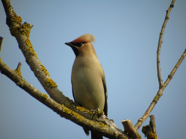 jemiołuszka  - Andrzej Tarasiuk