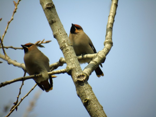 Seidenschwanz  - Andrzej Tarasiuk
