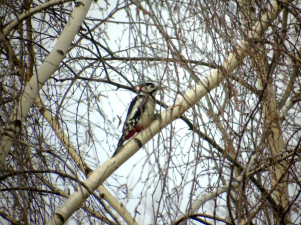 dzięcioł duży  - Andrzej Tarasiuk