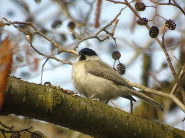 Mönchsmeise  - Andrzej Tarasiuk