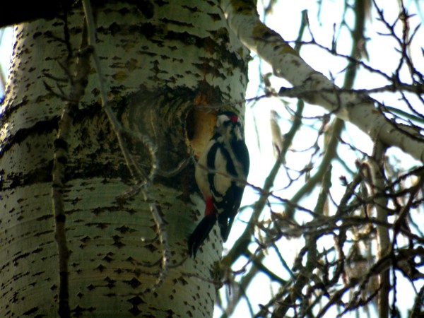 dzięcioł duży  - Andrzej Tarasiuk