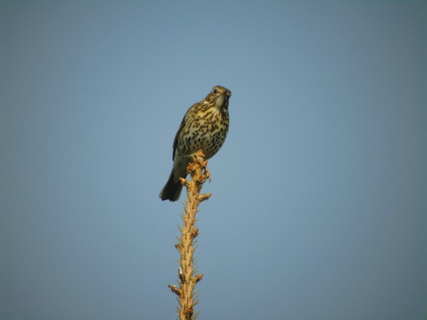 Grive musicienne  - Andrzej Tarasiuk