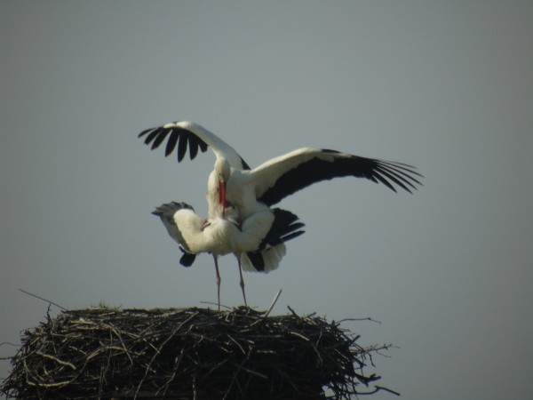 Weissstorch  - Andrzej Tarasiuk