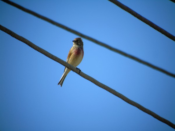 Common Linnet  - Andrzej Tarasiuk