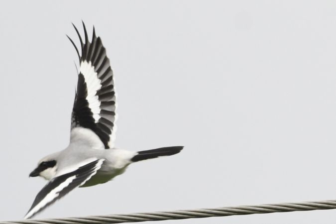 Great Grey Shrike  - Marcin Sołowiej