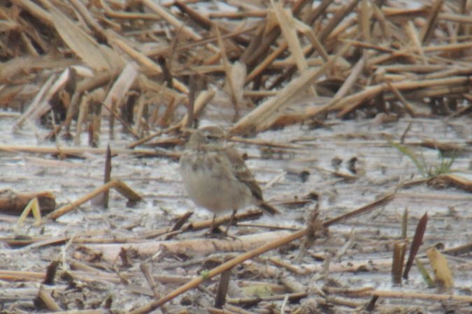 siwerniak  - Marcin Sołowiej