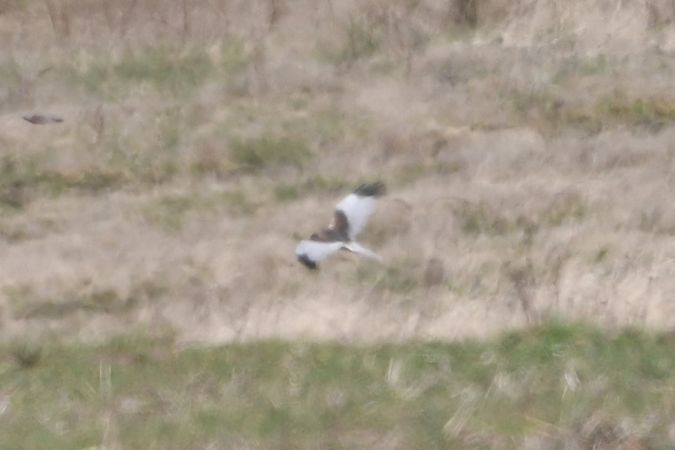 Busard des roseaux  - Marcin Sołowiej