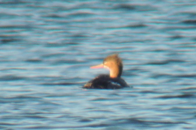 Harle huppé  - Marcin Sołowiej