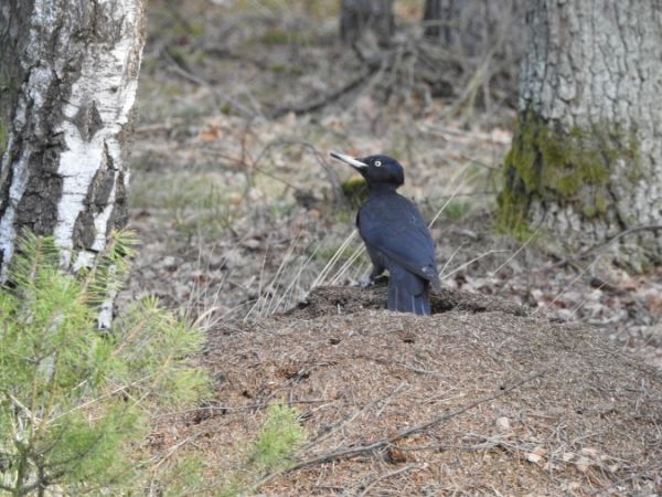 dzięcioł czarny  - Marta Ilkowska Nowak