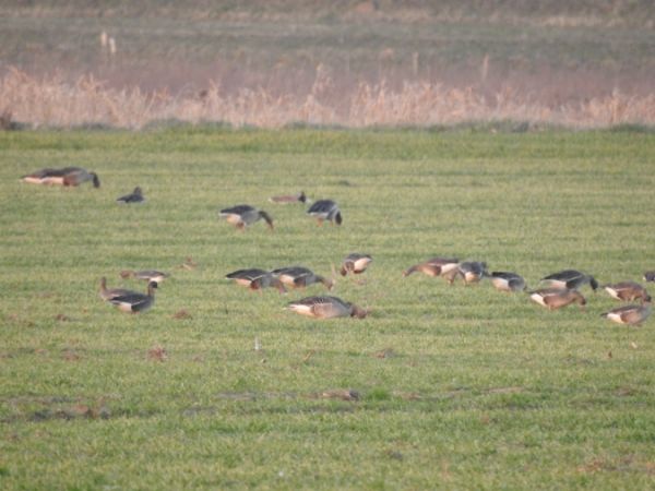 Blässgans  - Marta Ilkowska Nowak