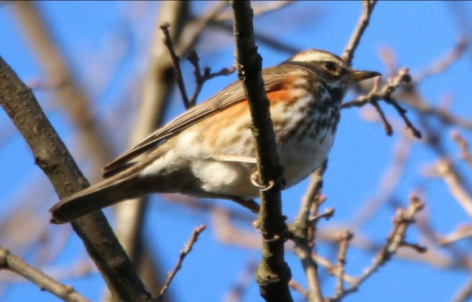 Rotdrossel  - Maciej Kulmajer