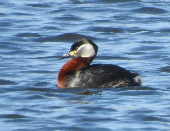 perkoz rdzawoszyi  - Halina Łukomska