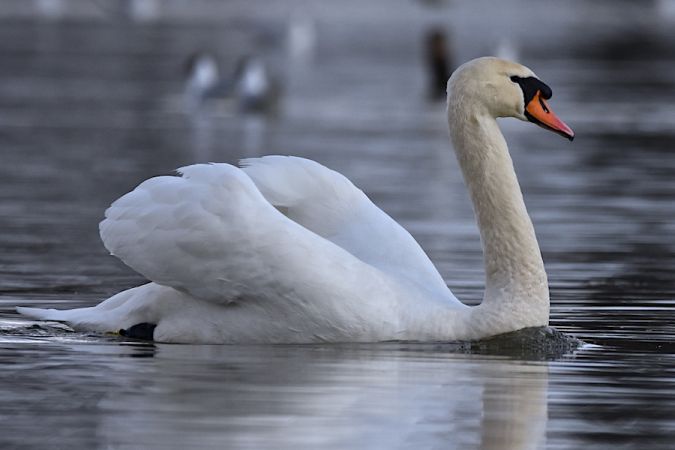 Cygne tuberculé  - Hanna Żelichowska