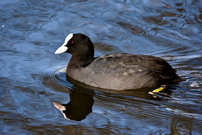 Foulque macroule  - Hanna Żelichowska