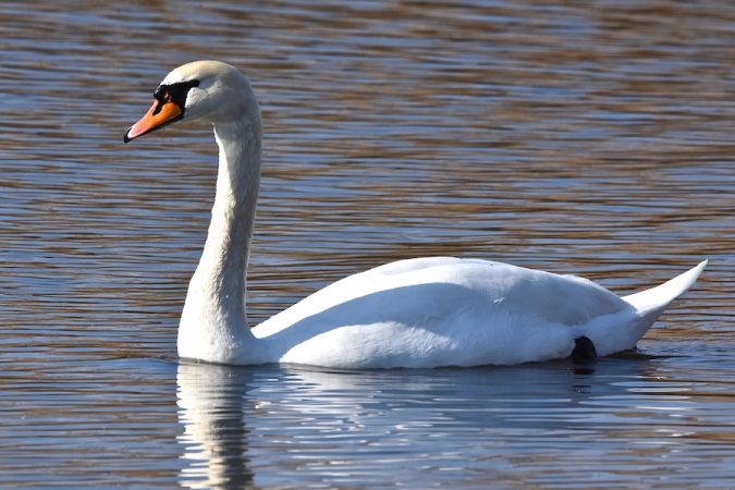 Höckerschwan  - Hanna Żelichowska